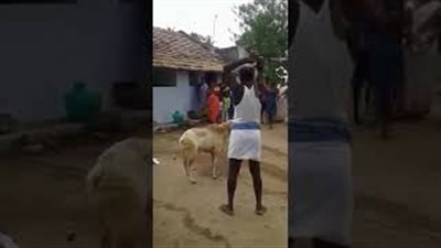 بالفيديو.. خروف يلقن رجلا غبيا درسا قاسيا