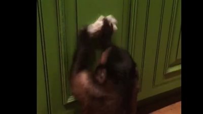 قرود تهوى تبرع في الأعمال المنزلية (فيديو)