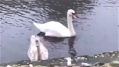 بجعة تمنع طالبا من النوم لمدة ساعتين (فيديو وصور)