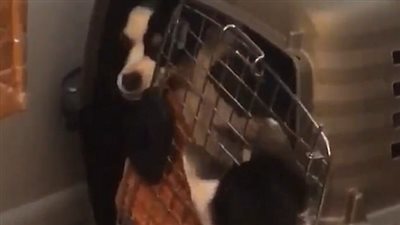 خطة قط لتهريب كلبين (فيديو وصور)