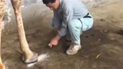 جلسة باديكير لزرافة في حديقة حيوان (فيديو وصور)