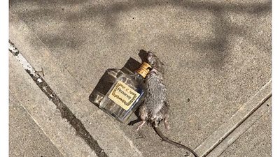 فأر يموت محتضنا زجاجة خمور في عيد الحب (فيديو وصور)