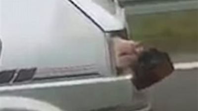 محاولات خنزير الفرار من سيارة (فيديو وصور)