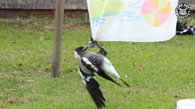 بالفيديو.. 18 مليون مشاهدة لحوار طريف بين طائرين