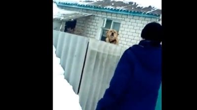 رجل يتلقى عقابه لمضايقته كلبا (فيديو)