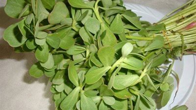 عشبة منزلية تقضي على السرطان نهائيًا