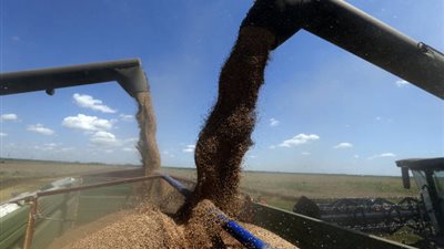 خبير: خلط القمح المحلي بالمستورد يلغى مخاطر «الإرجوت»