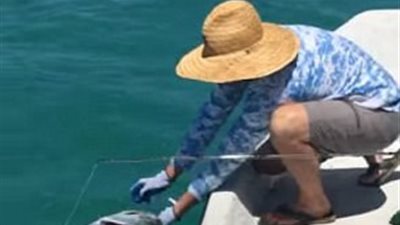 بالفيديو والصور.. ثلاثة قروش يهاجمون فريسة صياد