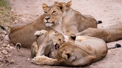 لبؤة تبتلع رأس صغيرها أثناء اللعب معه (صور)