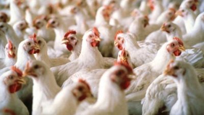 الزراعة: حظر دخول الدواجن والطيور الحية القاهرة والجيزة