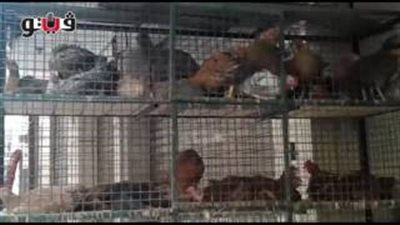 ارتفاع أسعار الدواجن.. و«الأبيض» يسجل 30 جنيها