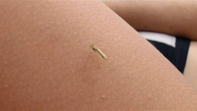 3 وصفات طبيعية تحمي من لدغات الناموس