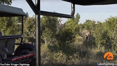 لبؤة تهاجم فيلا ضخما وتحاول افتراسه (فيديو)