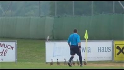 بالفيديو.. عائلة بط تتسبب في توقف مباراة كرة قدم