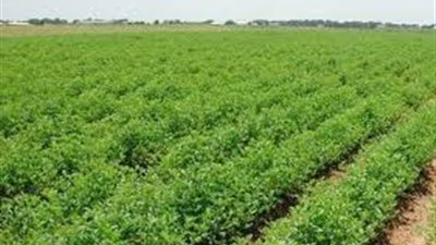 الإحصاء: 13 مليون فدان المساحة المنزرعة في 2016-2017