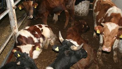 «الزراعة» تطرح تسعيرة جديدة للكشف على الحيوانات بالعلاج الاقتصادي