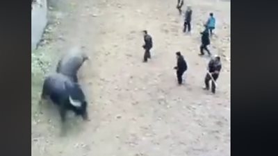 ثور سكران يدهس صاحبه حتى الموت في مصارعة للثيران في الصين