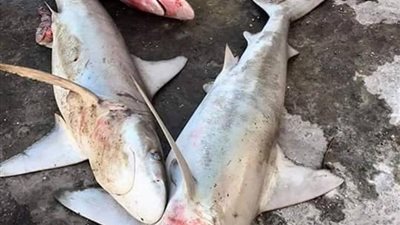 فلسطينيون يصطادون أسماك قرش قبالة سواحل جنوب غزة (صور)