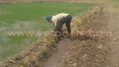 بالصور.. حملات لإزالة مشاتل الأرز المخالفة بالقليوبية