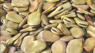 «الفول» يسجل أعلى سعر بالمنيا