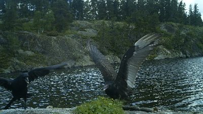 بالفيديو.. شاهد كيف أنهى نسر معركة بين طائرين