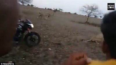 بالفيديو والصور.. رجال يثيرون ذعر أسود بحديقة وطنية في الهند