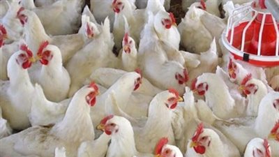 الثروة الداجنة: تكلفة كرتونة البيض 30 جنيها وتباع بأقل من التكلفة