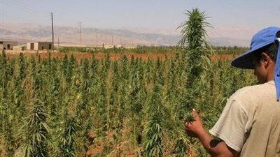 حملة لتطهير ليبيريا من زراعات المخدرات