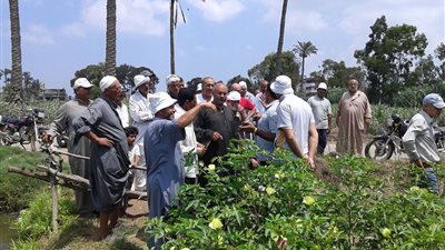 شبح البوار يخيم على الأراضي بعد تلوث مياه الري في دمياط