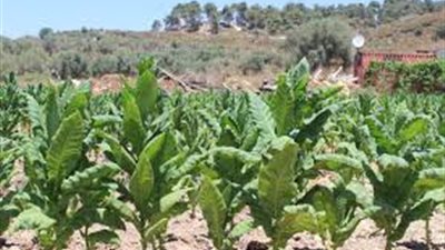 مطالب بزراعة التبغ.. و«المالية» تخشى تراجع الضرائب