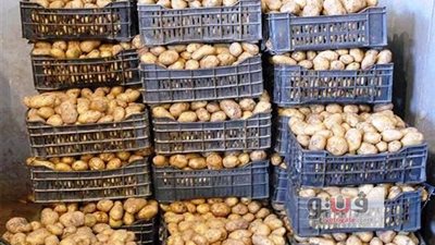 حملة تموينية للتأكد من صلاحية البطاطس بطور سيناء