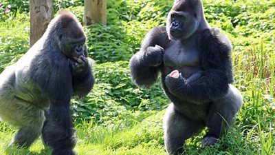 بالصور.. حرب بين غوريلتين على الطعام