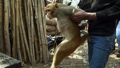 حروب سببها حيوانات.. «قرد» يتسبب في صراع بين جماعتين في ليبيا.. والنتيجة 16 قتيلا.. «حمار» يشعل النار بين قبيلتين في اليمن.. وناقة حرب البسوس الأشهر في تاريخ العرب