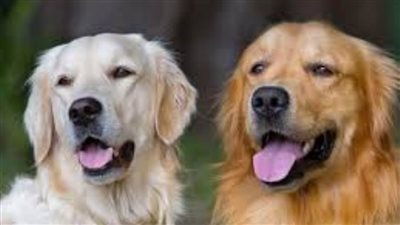 حكم طهارة الكلاب؟.. تعرف على أقوال الفقهاء