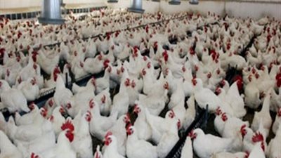 خطوات السيطرة على «غلاء الدواجن» بعد دعوات «خليها تكاكي»