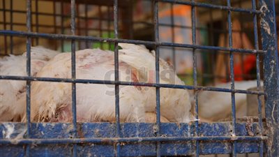 بعد حظر تداول الدواجن الحية.. بائع: «الناس بتحب الفراخ الفريش» (صور)