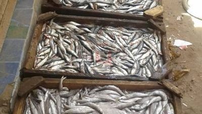 ضبط لحوم وأسماك فاسدة و57 طن أرز مهرب في الشرقية (صور)