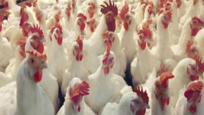 «مربو الدواجن»: 3 فوائد للمواطن من تنفيذ قرار حظر تداول الطيور الحية