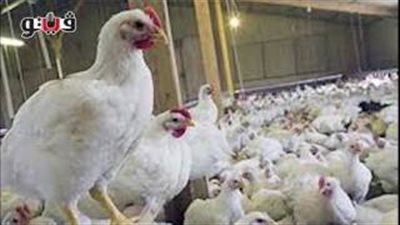 بالصوت.. الأسعار الجديدة للدواجن البيضاء