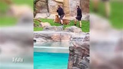 بالفيديو.. حارسان يصفعان نمرا على وجهه ويسحبان ذيله