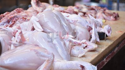 بائع دواجن: التجار لن يلتزموا بقرار منع تداول الطيور الحية «فيديو»