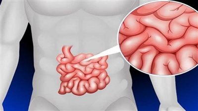 العصارة المرارية تساعد على تنظيم مناعة الأمعاء والالتهابات