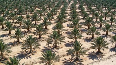 افتتاح أكبر معمل في العالم لإنتاج شتلات النخيل بمصر خلال 2019