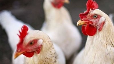 «الثروة الداجنة» تكشف أسباب صعوبة تطبيق قرار تداول وبيع الطيور الحية