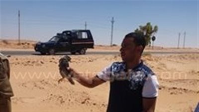 بالصور.. ضبط 3 صقور بحوزة صيادين بصحراء الوادي الجديد
