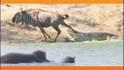 بالفيديو والصور.. أفراس النهر تنقذ حيوانا من فك تمساح