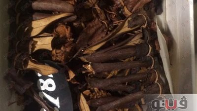 المتحف المصري الكبير يستقبل مجموعة جديدة من آثار الملك توت عنخ آمون