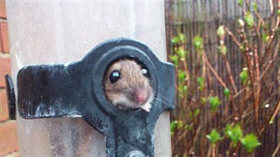 بالصور.. فأر جشع يحشر نفسه داخل وحدة تغذية الطيور