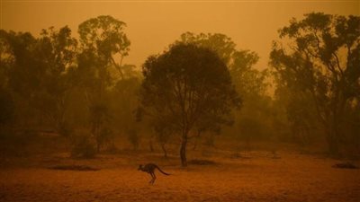 حيوانات نافقة تنتشر في مدينة أسترالية بسبب الحرائق (فيديو)