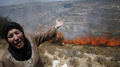 ‏بيت لحم‬: مستوطنون يحرقون عشرات من ‏أشجار الزيتون‬